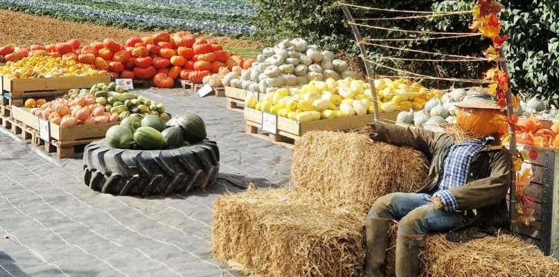 Jardins des courges