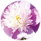 Cueillette de Muizon pivoines